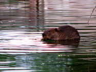 beaver10